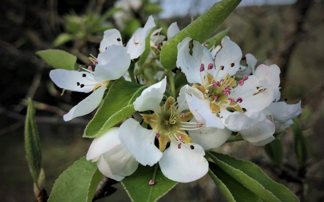 Auguri di Buona PASQUA